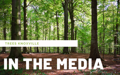 WBIR highlights our new Urban Forest Master Plan